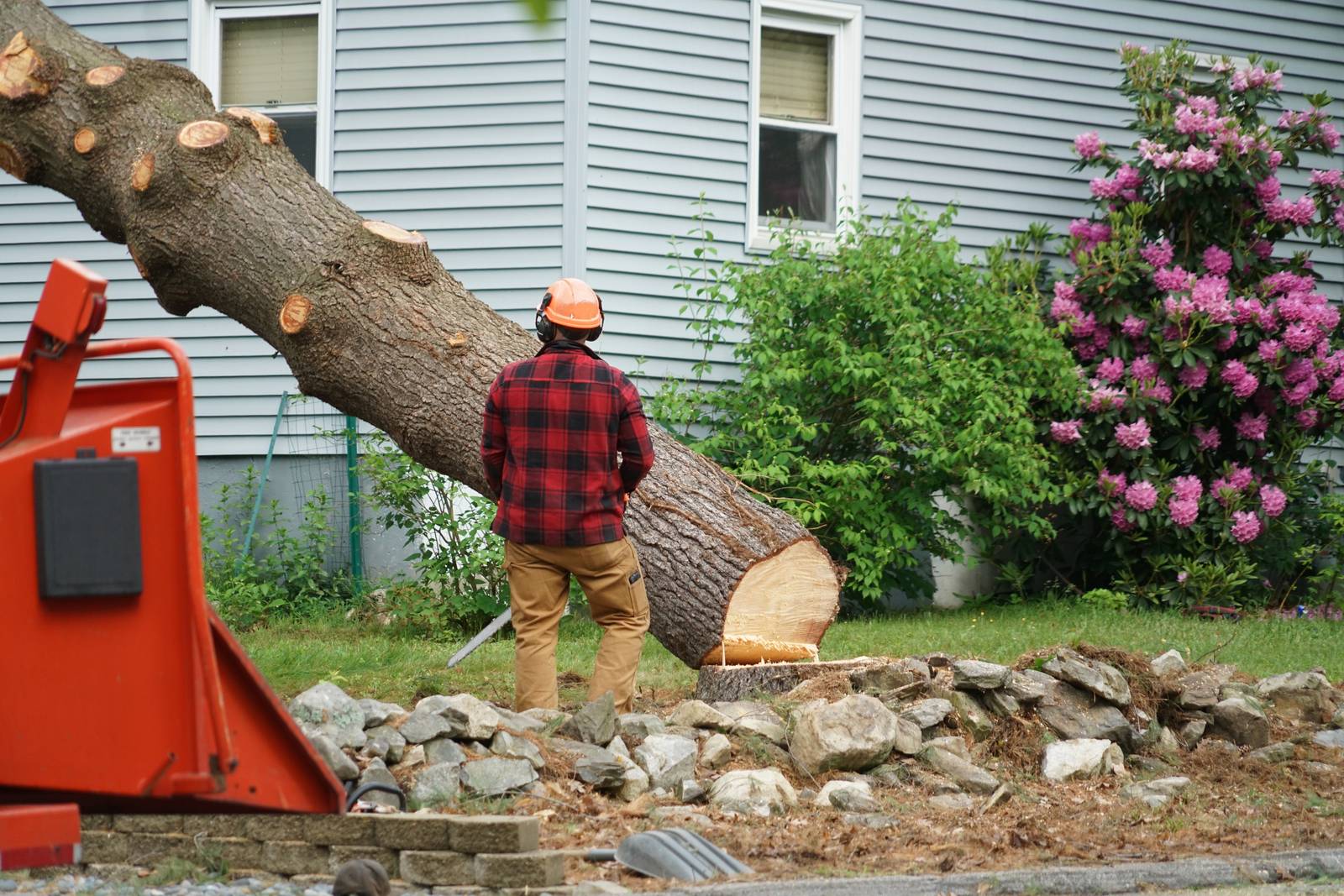 Tree worker in a hard hat standing beside a large tree trunk cut down next to a house