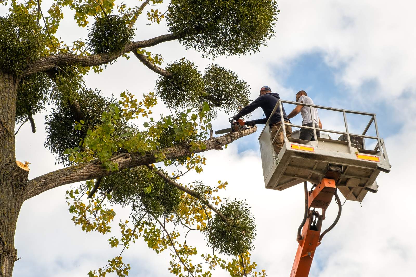 Two tree workers in a bucket lift cutting a large branch from a tall tree